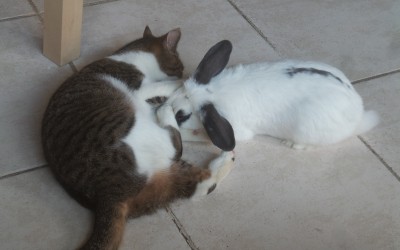 Un chat et un lapin… copains comme cochons !